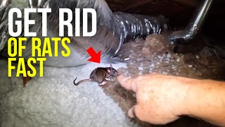 Ceiling FULL of RATS...Best way to find and remove rats and mice...