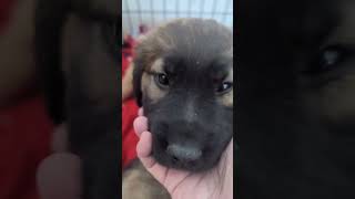 Video preview image #1 Retriever -Unknown Mix Puppy For Sale in Princeton, MN, USA