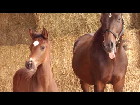 Abendkracher von Mount Etna xx