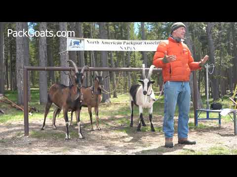 How to Train Pack Goats