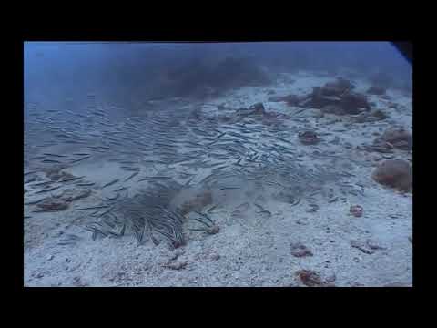 immagine di anteprima del video: Immersioni Isola Sipadan (Malaysia) 2007 Parte 2