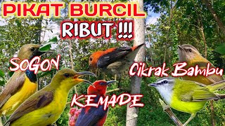 Download lagu Mp3 Pikat Burcil Sogon Ribut Kombinasi Kemade dan Cikrak Bambu Anti Zonk mp3 Download lagu Mp3 Pikat Burcil Sogon Ribut Kombinasi Kemade dan Cikrak Bambu Anti Zonk mp3