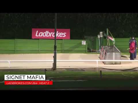 Signet Mafia - Monmore 264m Open Race