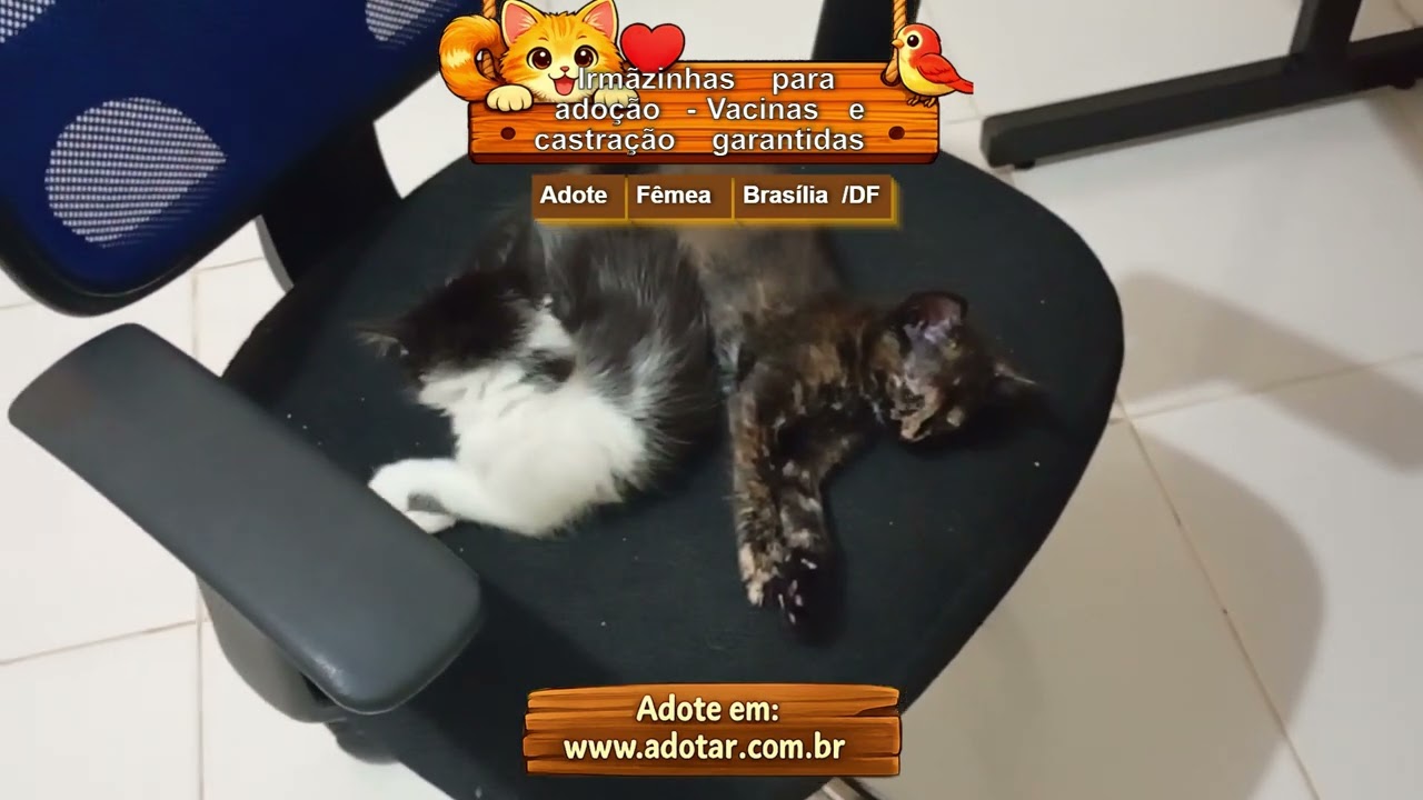 Gato raça SRD-ViraLata idade Abaixo de 2 meses nome Irmãzinhas para adoção - Vacinas e castração garantidas