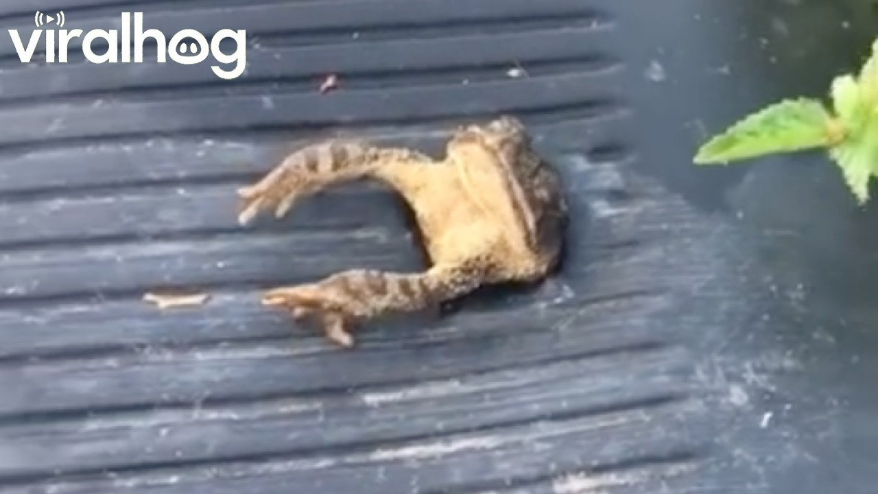 Woman Frees Fat Frog From Tight Spot || ViralHog