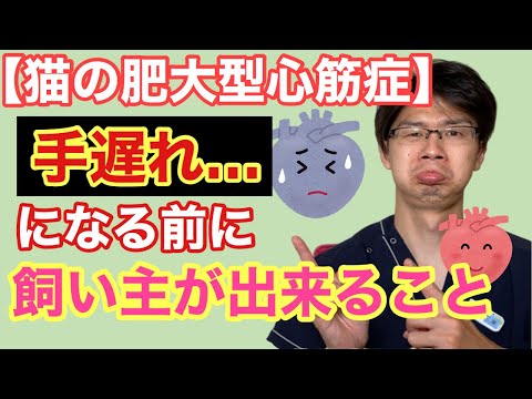 猫肥大型心筋症について詳しく解説