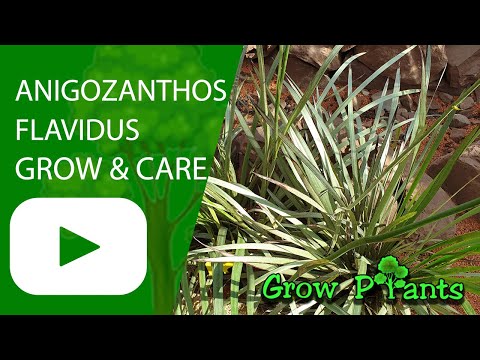 , title : 'Anigozanthos flavidus  - grow & care (Kangaroo paw)'
