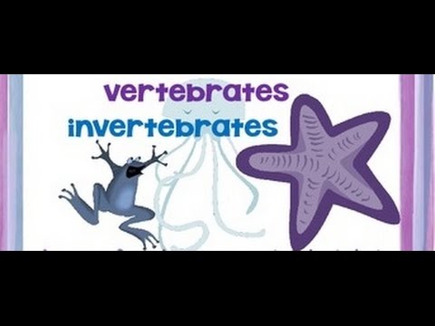 Vertebrates and Invertebrates animals - Video for kids