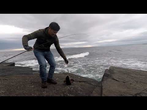 Lure fishing for Ballan Wrasse and Pollock. EVOBASS SABRE 130