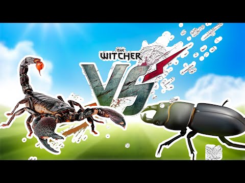 Emperior Scorpion vs Giant Stag Beetle Epic Fight😨 ARBS