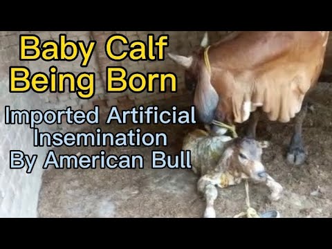 , title : 'Baby Calf Being Born | Artificial Insemination By American Bull #makba #cowdelivery #cowbirth #cow'