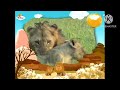 Bim And Bam I Lion