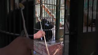 # funny Gorilla playing with a bottle 🦍♥️🦍❤️🦍❤️🦍#Gorilla understands ♥️♥️♥️Animal#Big Gorilla