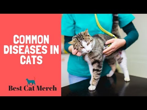 10 Most Common Diseases in Cats
