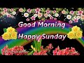Good Morning Happy Sunday Happy Sunday Whatsapp Status Video Happy Sunday Status Sunday Greetings