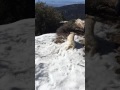 Sugar near Idyllwild 1