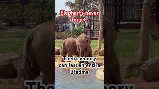 Elephants protect their familyfor their entire lives