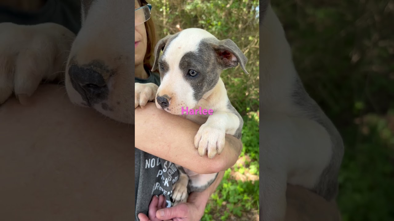 Enlarge Harlee, an adopted mixed breed in Lafayette, Indiana, IN video 3/3