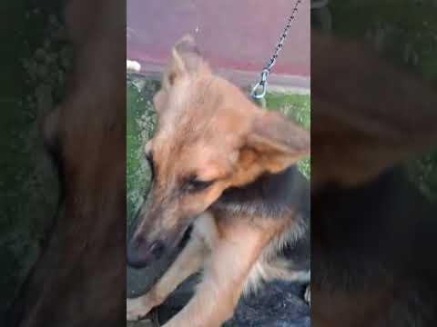 Dinku x Roxy 🥰❤️ #dog&catlover #shorts