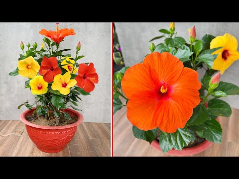 So vermehren Sie Hibiskuspflanzen. Blumen blühen in vielen Farben