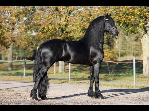 KFPS stamboekhengst Herre 524