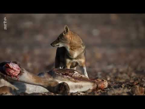 Der Goldschakal   Wildnis Europa