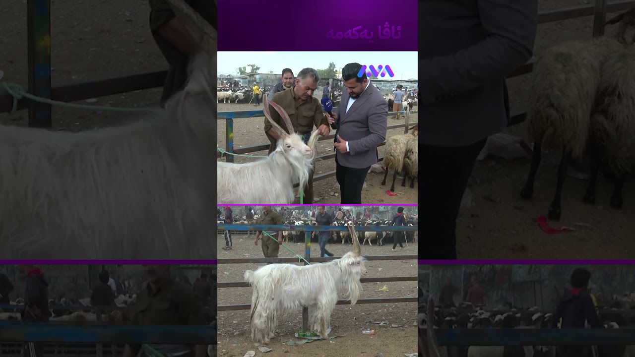 ڤیدیۆ | ئەمە باپیرە گەورەی هەموو بزنەکانە