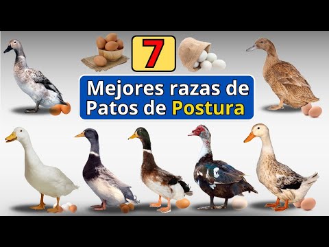 , title : 'Las 7 mejores razas de patos ponedores de todo el mundo'