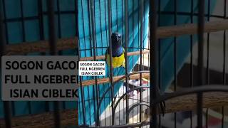 Download lagu SOGON NGEBREN GACOR ISIAN CIBLEK UNTUK PANCINGAN BURUNG BAHAN mp3 Download lagu SOGON NGEBREN GACOR ISIAN CIBLEK UNTUK PANCINGAN BURUNG BAHAN mp3