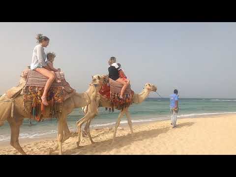 jízda na velbloudech - Terry a Karol / Abu Dabbab / Malikia Resort