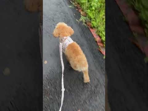 経営学科 雨に濡れた草をハムハムするトイプードル11ヶ月　 #toypoodle #トイプードル #puppy