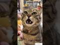 Cat Attracting Sound 100 Working Sound To Attract Cats Instantly Meow Sound For Cats Shorts