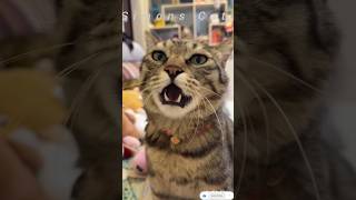 Cat Attracting Sound 100% Working Sound to Attract Cats Instantly Meow Sound for Cats #shorts