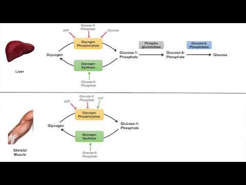 Overview of Glycolysis Basics for Beginners Biochemistry Lesson