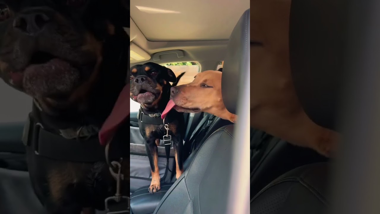 Kangaroo is LOVE , an adopted mixed breed in Los Angeles, CA video 5/6