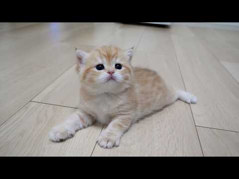 YouTube 썸네일