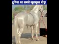 Most Beautiful Horses In The World Beautyfulhoursintheworld Hours Horse