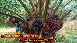 Download lagu panen sawit  pokok rendah 10 hektar || kebun tetangga jauh berbeda mp3