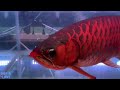 Ikan Hias Air Tawar Red