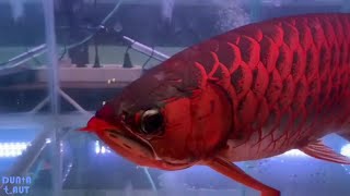 Download lagu Ikan Arwana Termahal Super Red Ikan Hias Tercantik... mp3