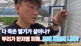 딸기 정식 후 물 관리가 중요하다 그리고 뿌리 활착 관리도 추가적으로 필수