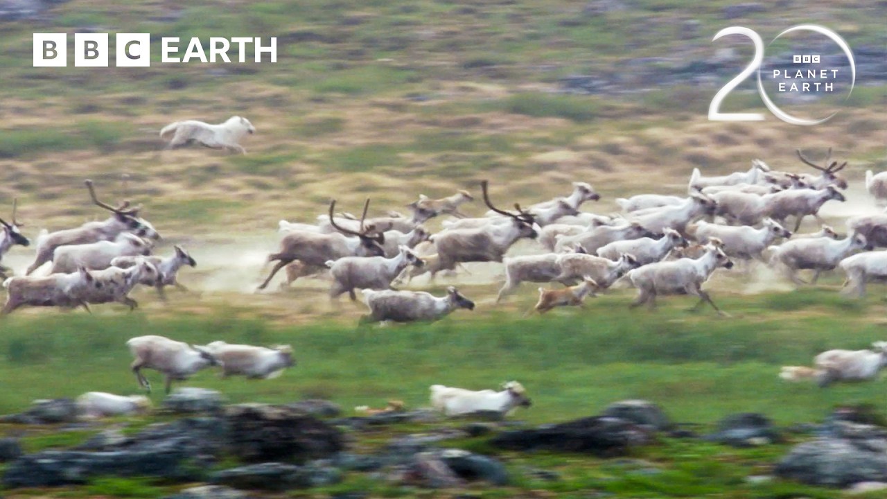 Starving Wolf Hunts Caribou | 20 Years of Planet Earth | BBC Earth