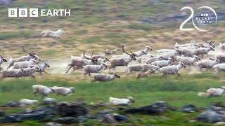 Starving Wolf Hunts Caribou | 20 Years of Planet Earth | BBC Earth
