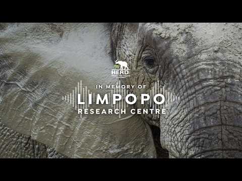 1000 Echoes for Elephants