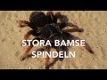 Stora Bamse Spindeln