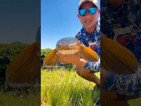 🔥Snakehead edit🔥 #urbanfloridafishing #floridafishing  #snakeheadfishing #southfloridafishing