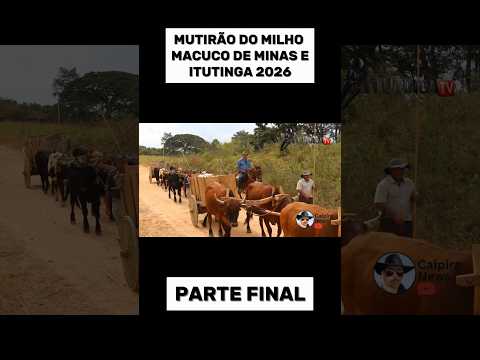MUTIRÃO DO MILHO MACUCO DE MINAS E ITUTINGA 2026