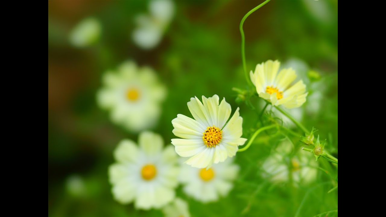 「ありがとう」インストゥルメンタル