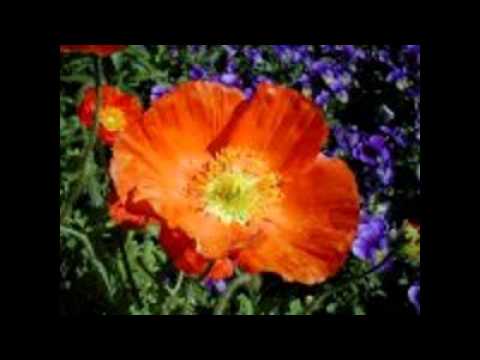 Ankhi ghum ghum nirabo nijhum - Md. Abdul Jabbar.wmv