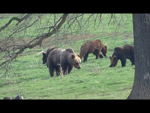 Tipia Ormenisului ca la Tipia Racosului au pus paznici